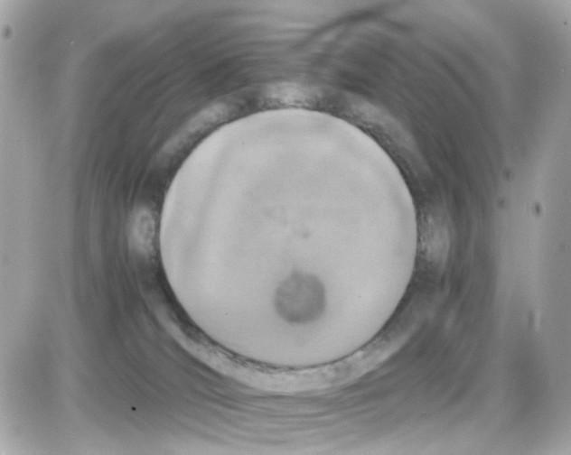 X0000085250036200704092100