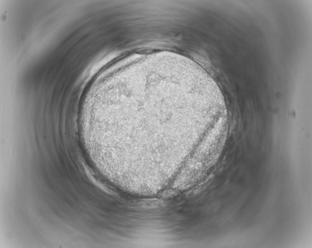 X0000085250050200704092059