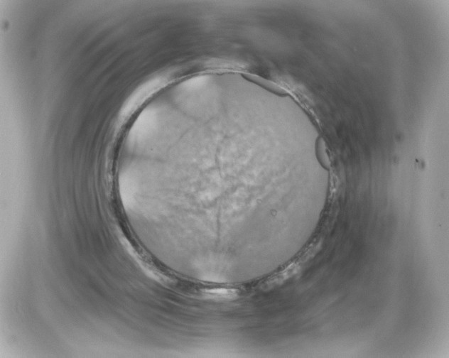 X0000085250053200704092059