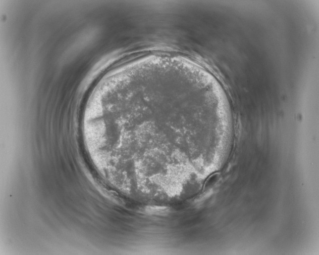 X0000085250055200704092059