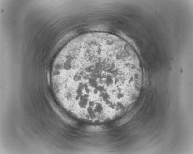 X0000085250061200704092059