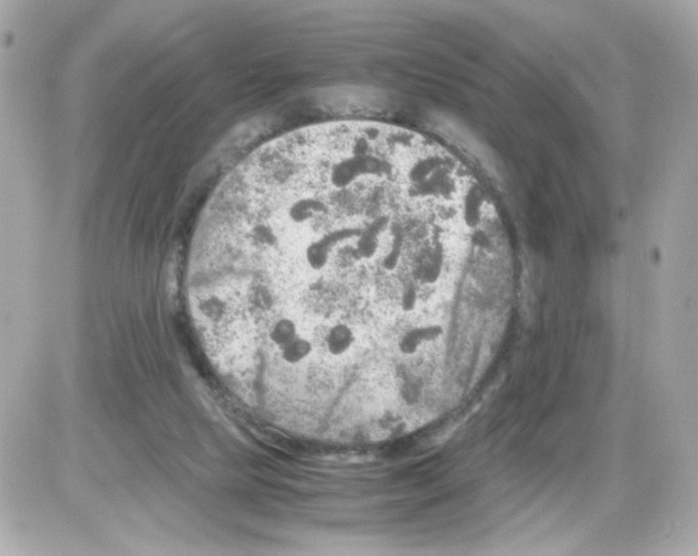 X0000085250065200704092059