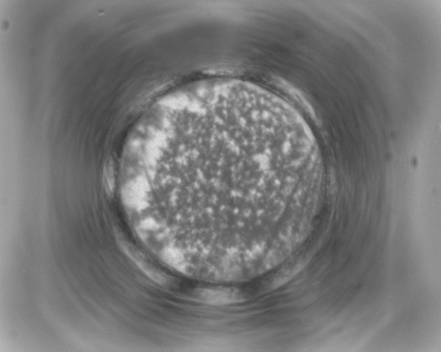 X0000085250069200704092059