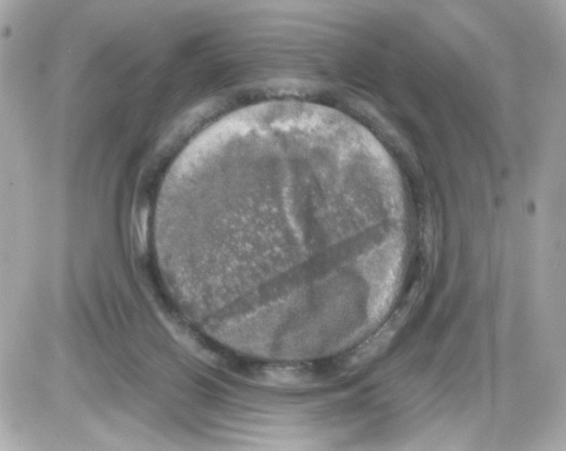 X0000085250070200704092059