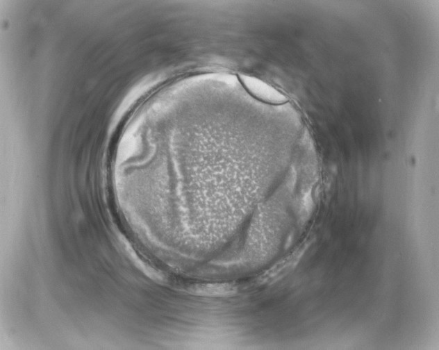 X0000085250102200704092059