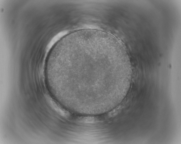 X0000085250104200704092059