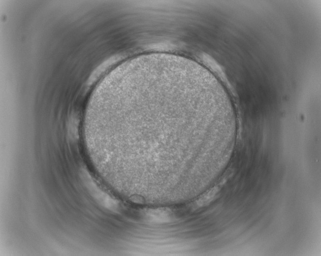 X0000085250106200704092059