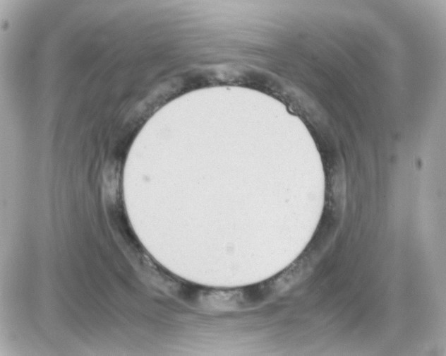 X0000085250129200704092058