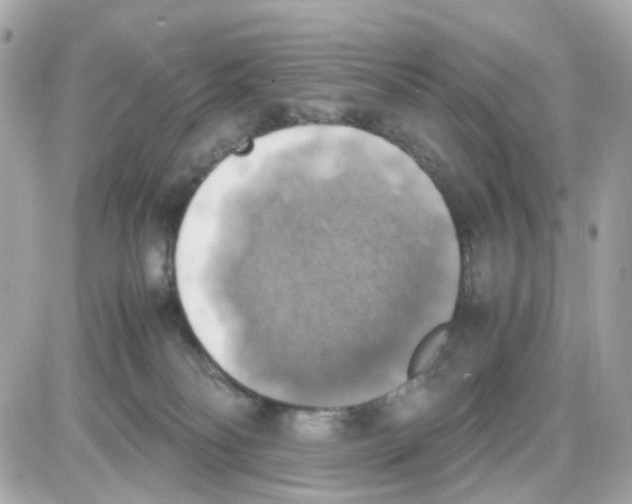 X0000085250134200704092058