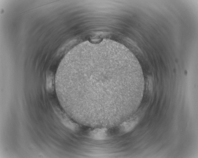 X0000085250138200704092058