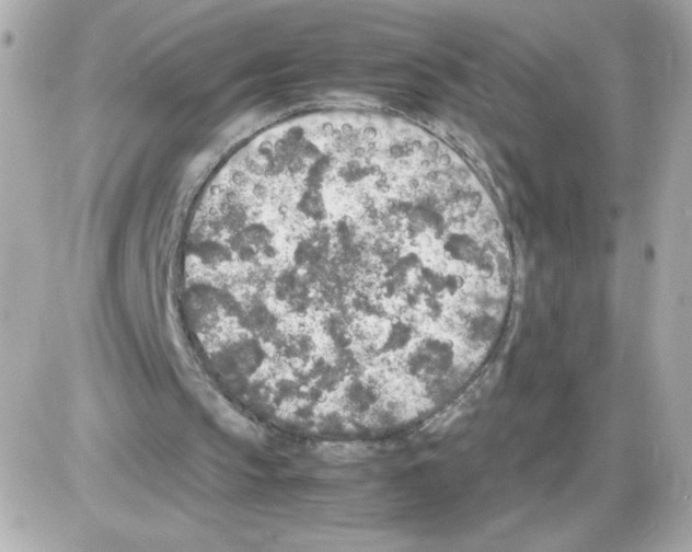 X0000085250145200704092057