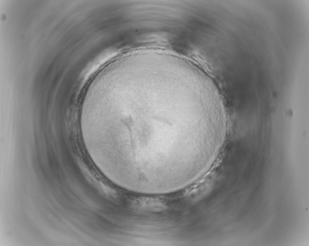 X0000085250146200704092057