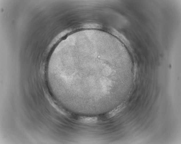 X0000085250155200704092058