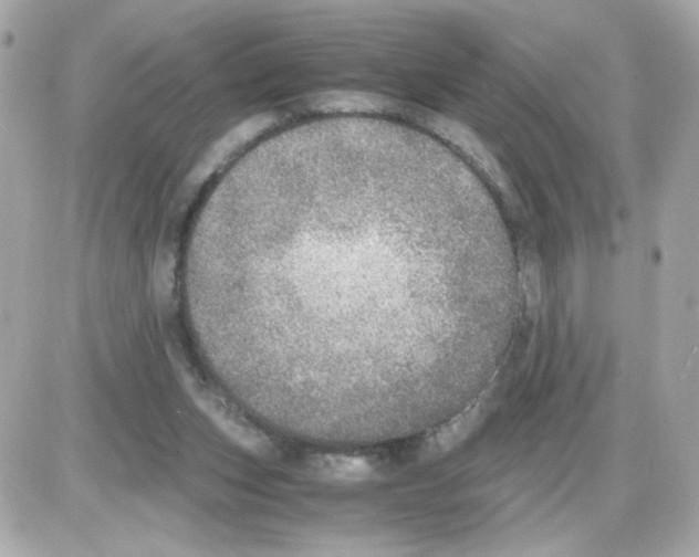 X0000085250159200704092058