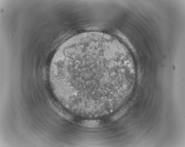 X0000085250161200704092058