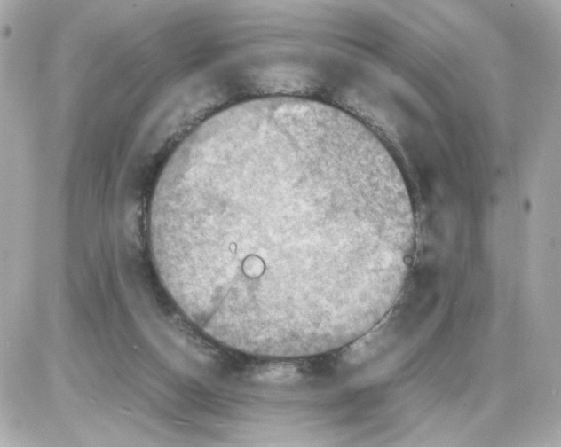 X0000085250162200704092058