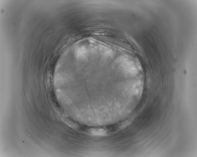 X0000085250169200704092058