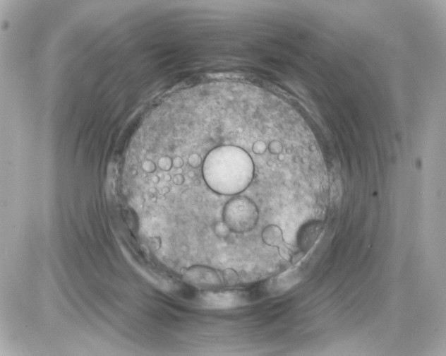 X0000085250171200704092058