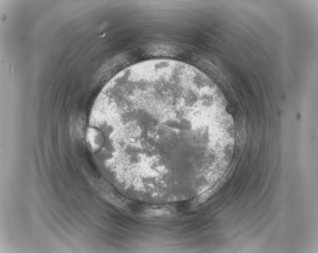 X0000085250175200704092058