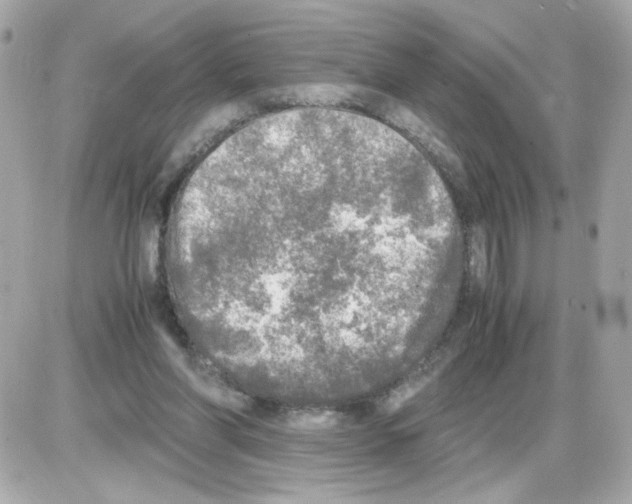 X0000085250206200704092057