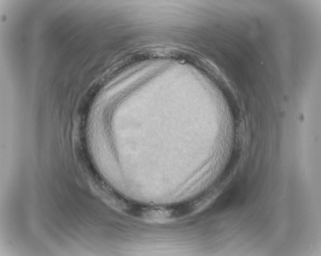 X0000085250217200704092057