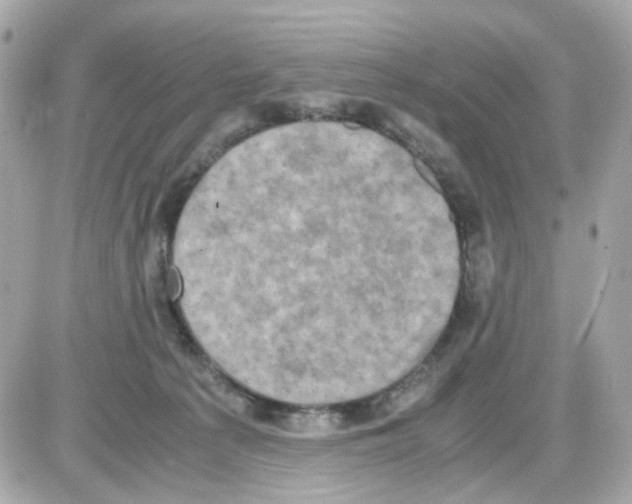 X0000085250225200704092057