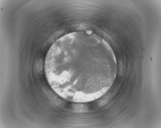 X0000085250230200704092057