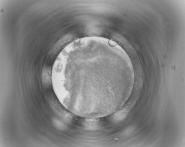 X0000085250240200704092057