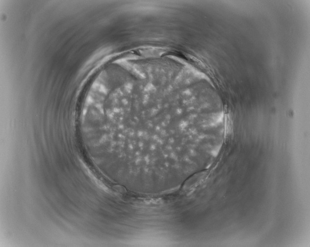 X0000085250243200704092056