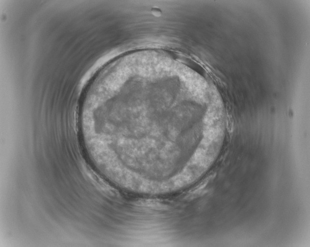 X0000085250244200704092056