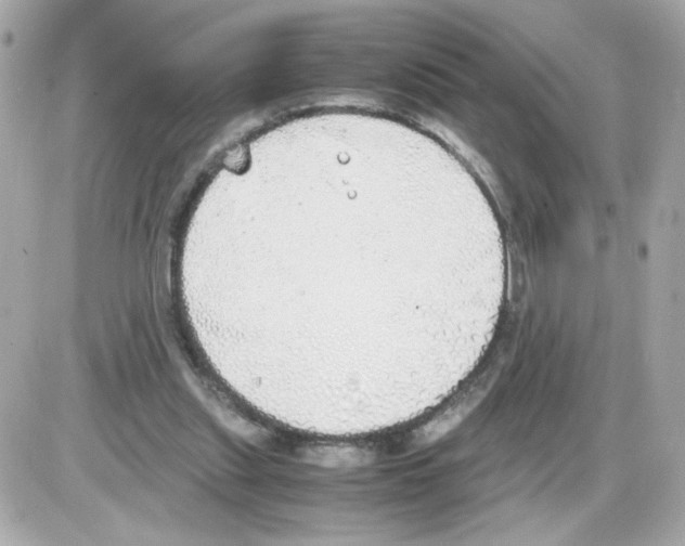 X0000085250253200704092056