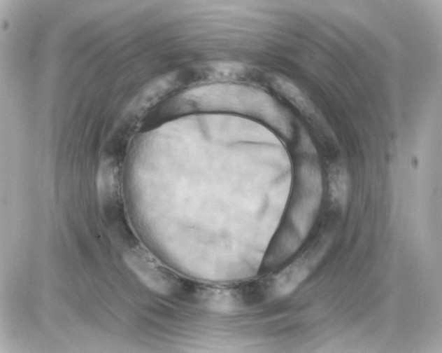 X0000085250276200704092056