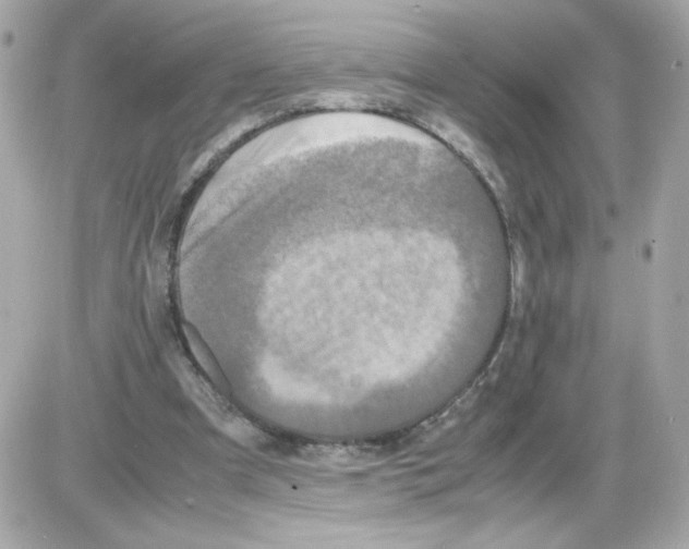 X0000085250297200704092056