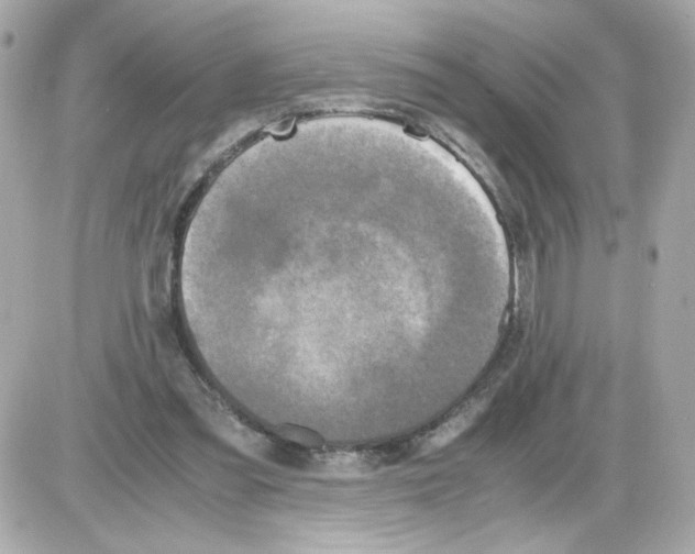 X0000085250301200704092056