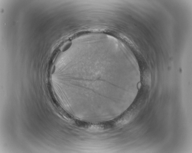 X0000085250303200704092056