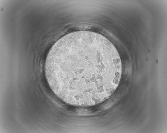 X0000085250315200704092055