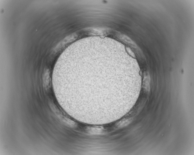 X0000085250318200704092055