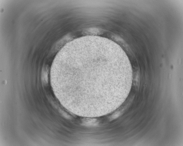 X0000085250334200704092055