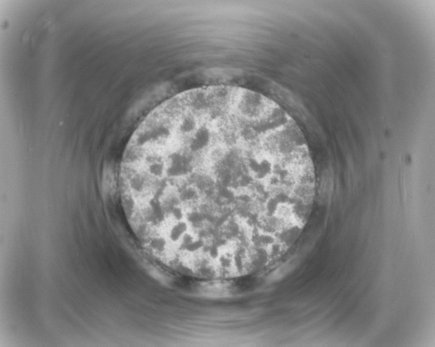 X0000085250335200704092055