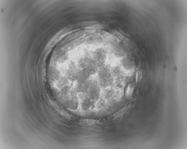 X0000085250339200704092054