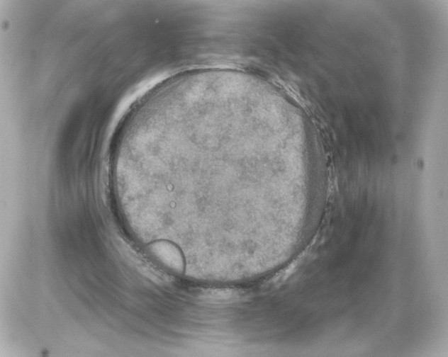 X0000085250342200704092054