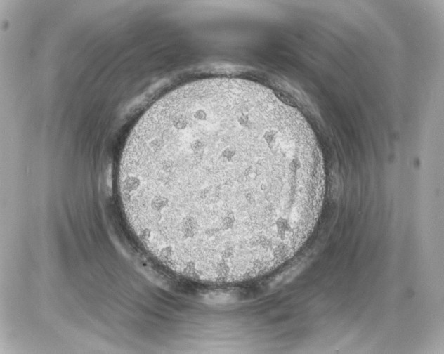 X0000085250358200704092055