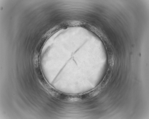 X0000085250360200704092055