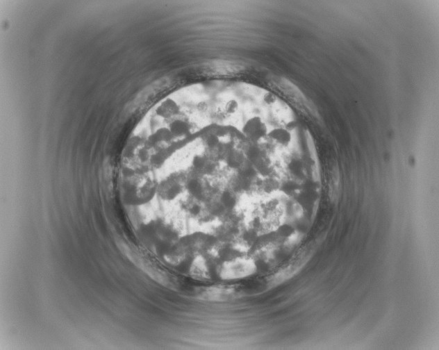 X0000085250366200704092055