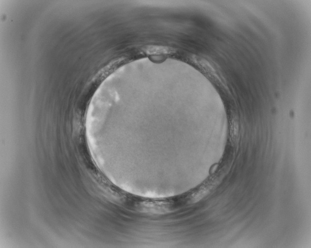 X0000085250367200704092055