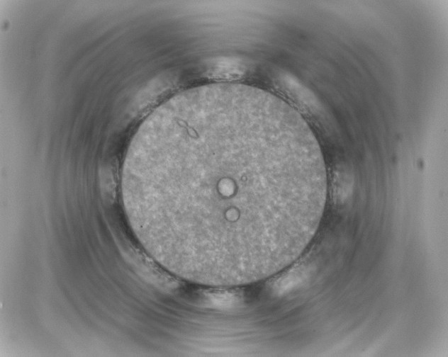 X0000085250370200704092055