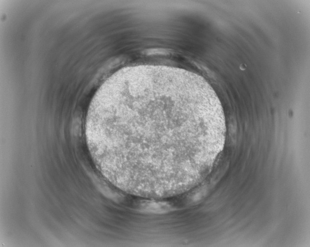 X0000085250379200704092055