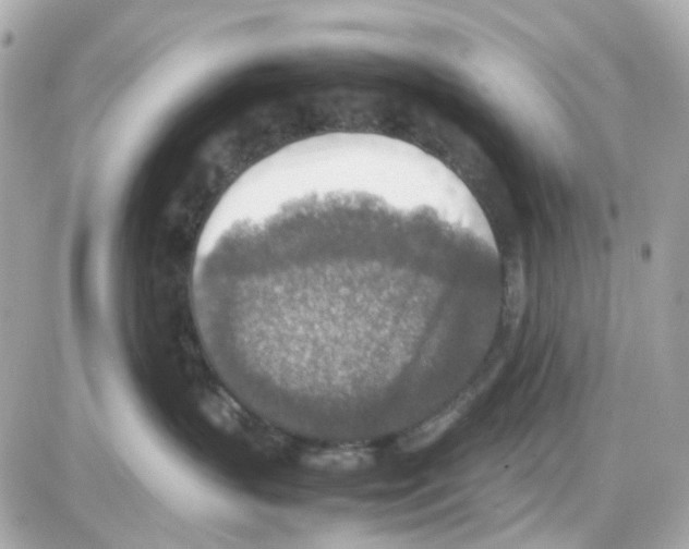 X0000085250383200704092055