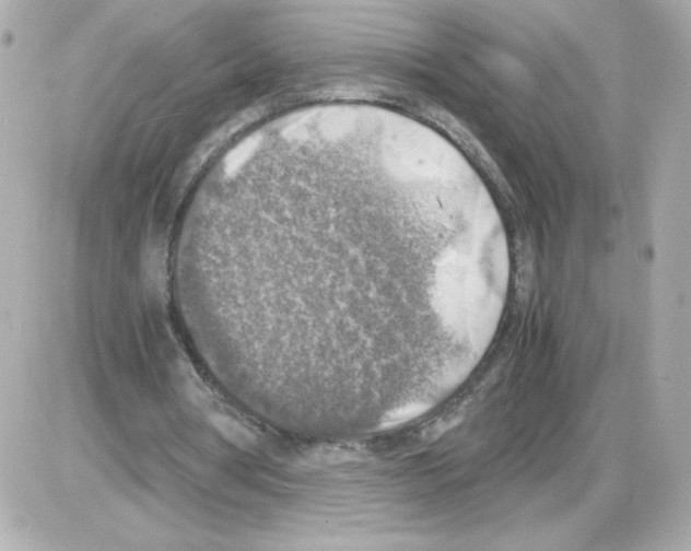 X0000085250386200704092054