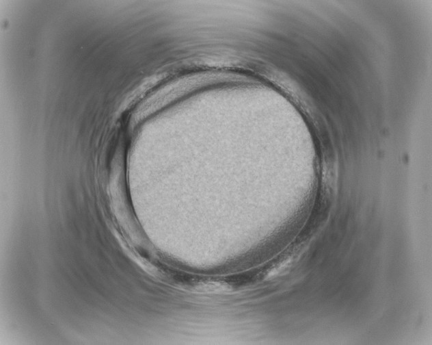 X0000085250397200704092054